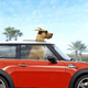 Image for article titled Marmaduke Is The Story Of Every Angsty Teenager
